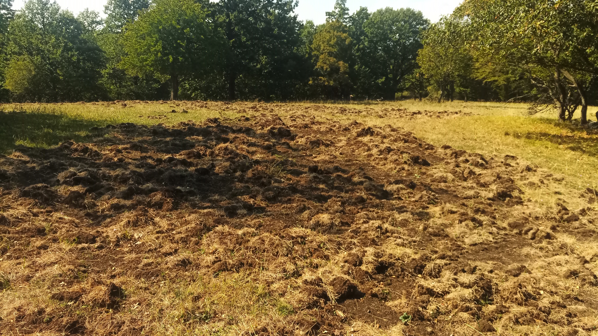 Vaddisznó által összetúrt gyep_UL.jpg